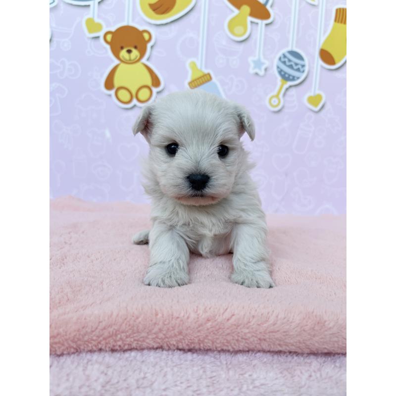 販売中の東京都のミックス犬-431451の5枚目