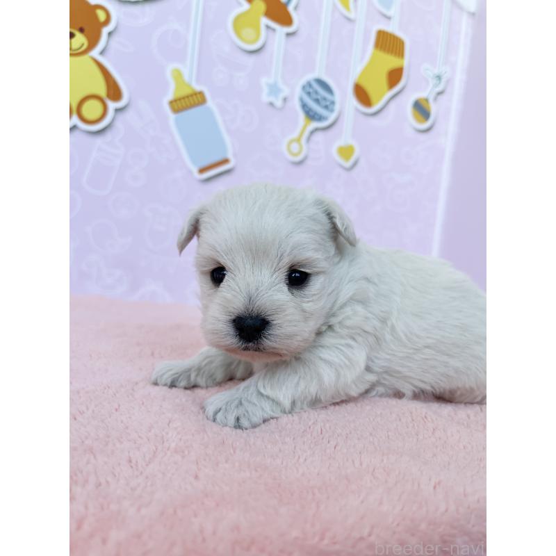 販売中の東京都のミックス犬-431451の4枚目