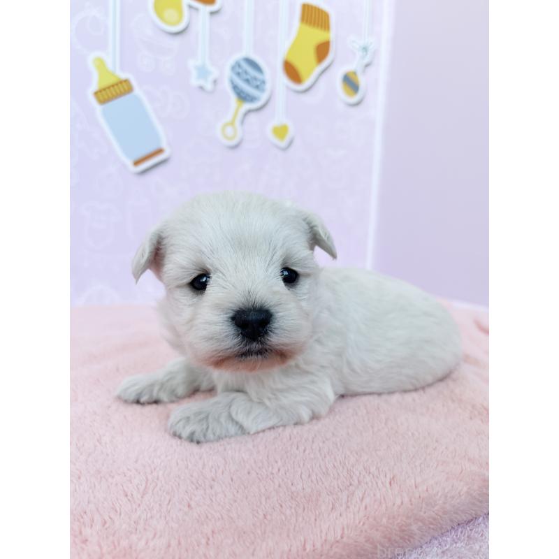 販売中の東京都のミックス犬-431451の3枚目