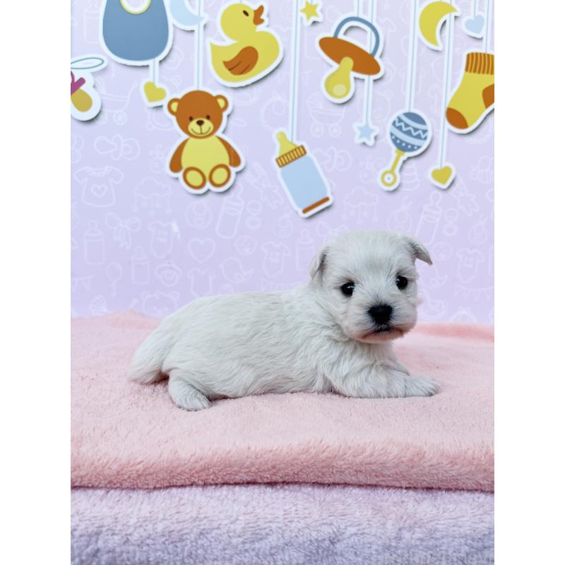 販売中の東京都のミックス犬-431451の2枚目