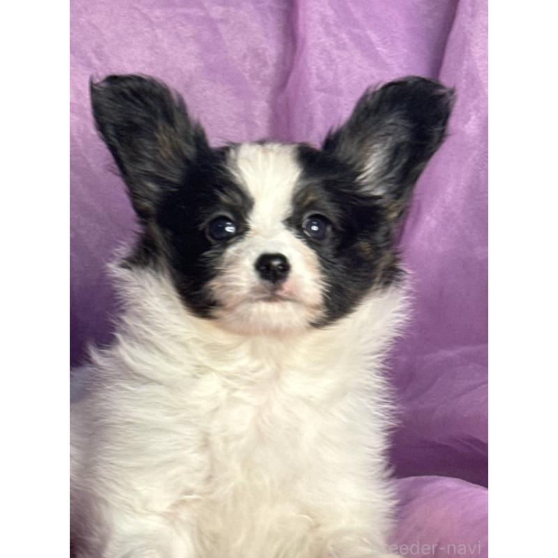 販売中の三重県のパピヨン-431439の7枚目