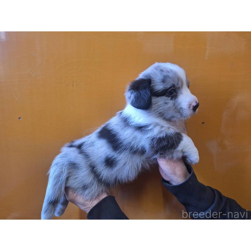 販売中の千葉県のウェルシュコーギーカーディガン-431438の3枚目