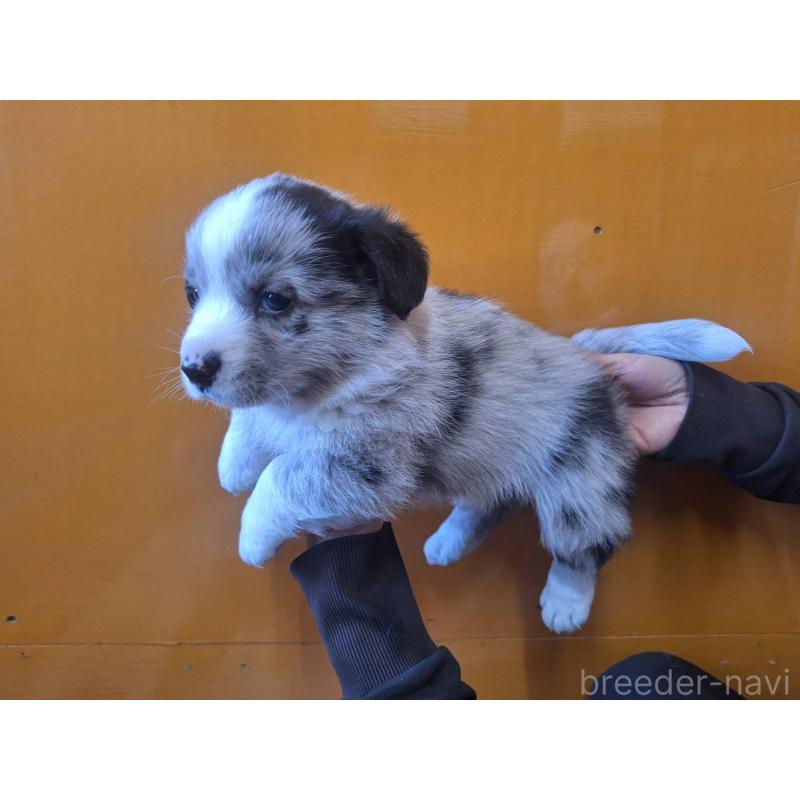 販売中の千葉県のウェルシュコーギーカーディガン-431438の2枚目