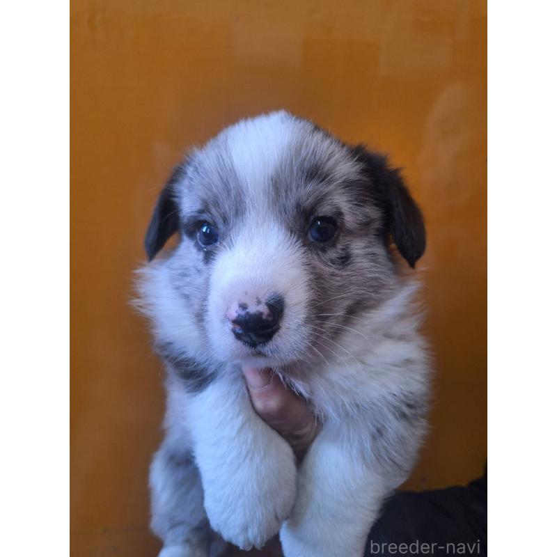 販売中の千葉県のウェルシュコーギーカーディガン-431438