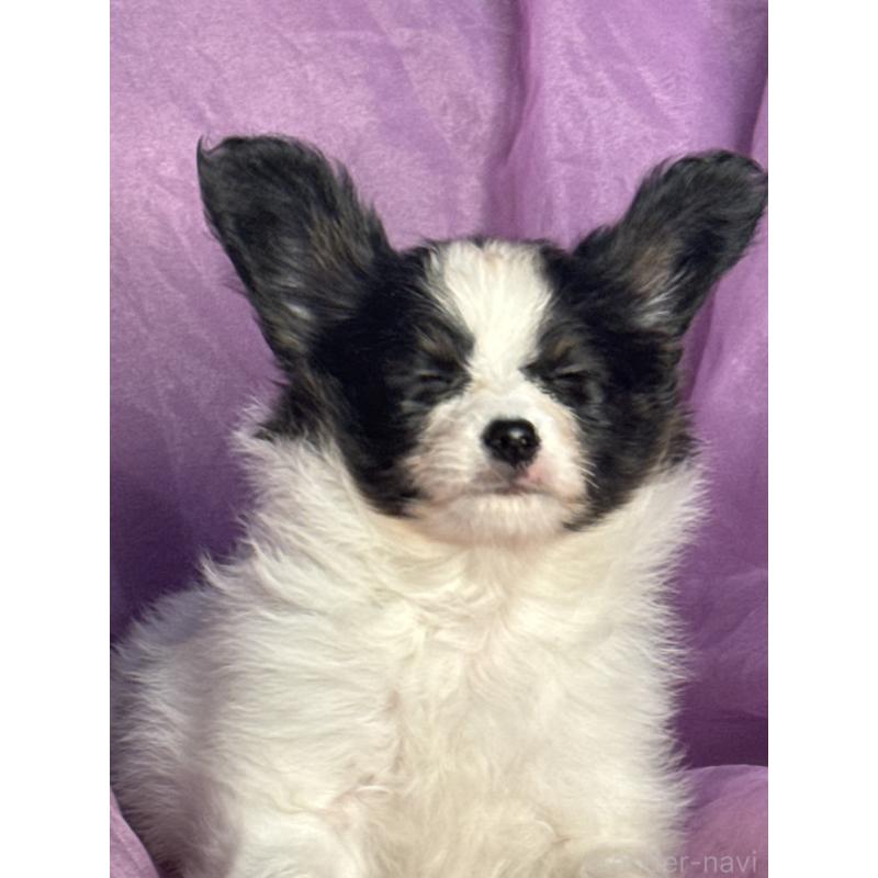 販売中の三重県のパピヨン-431439の6枚目