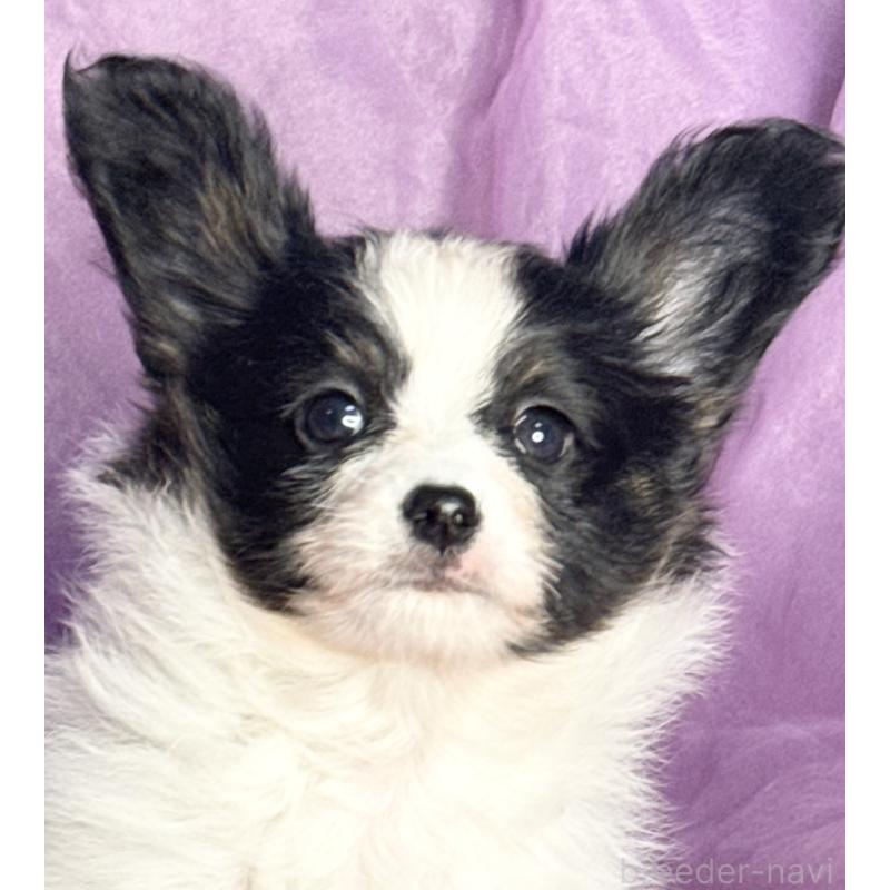 販売中の三重県のパピヨン-431439の1枚目