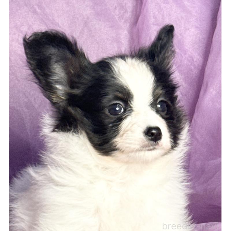 販売中の三重県のパピヨン-431439の5枚目