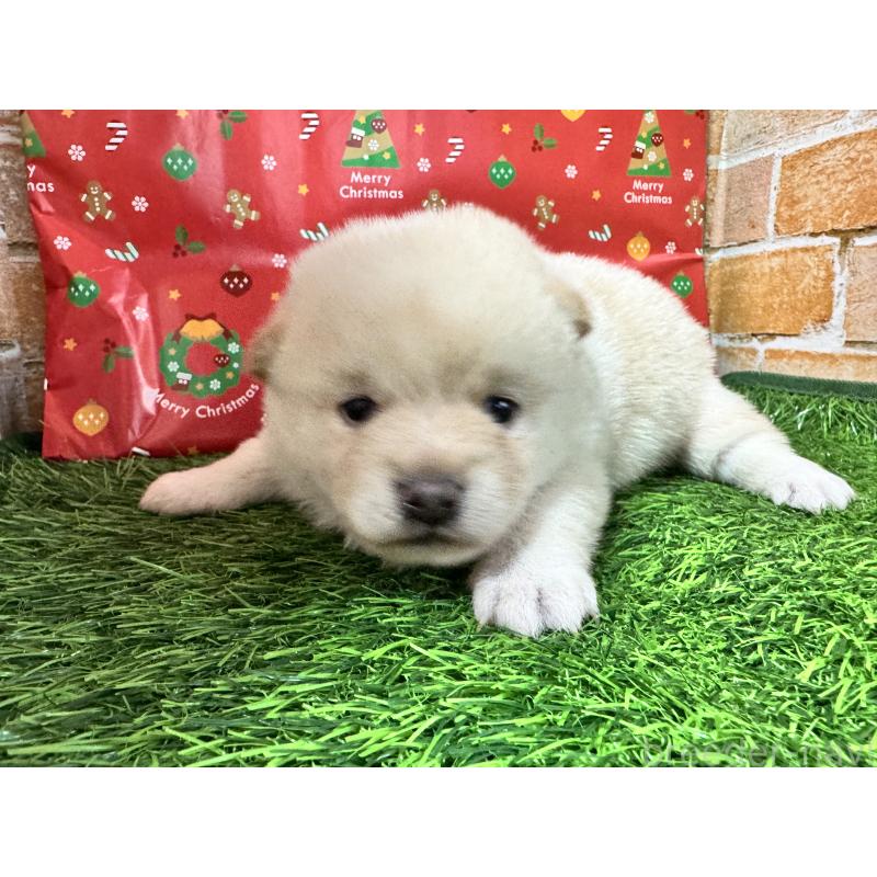 販売中の茨城県のミックス犬-431440の4枚目