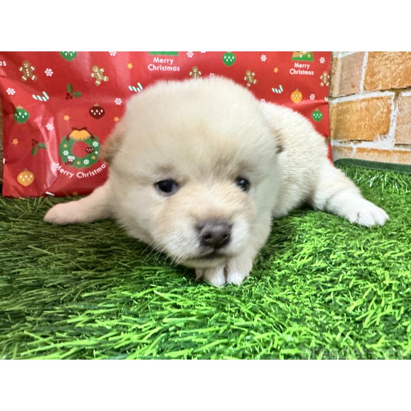 販売中の茨城県のミックス犬-431440の2枚目