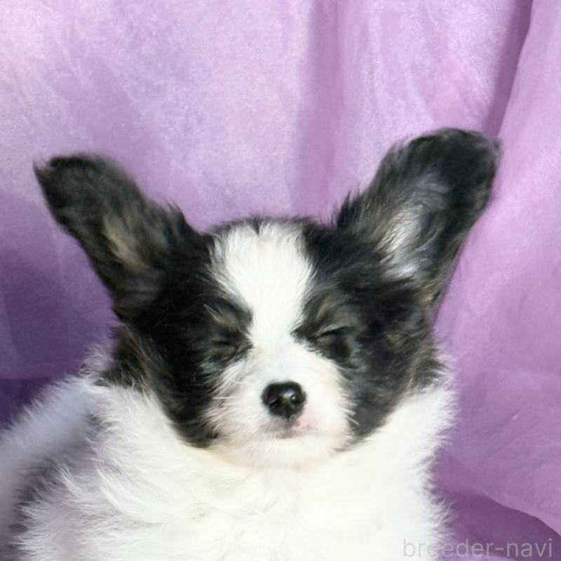 販売中の三重県のパピヨン-431439の3枚目