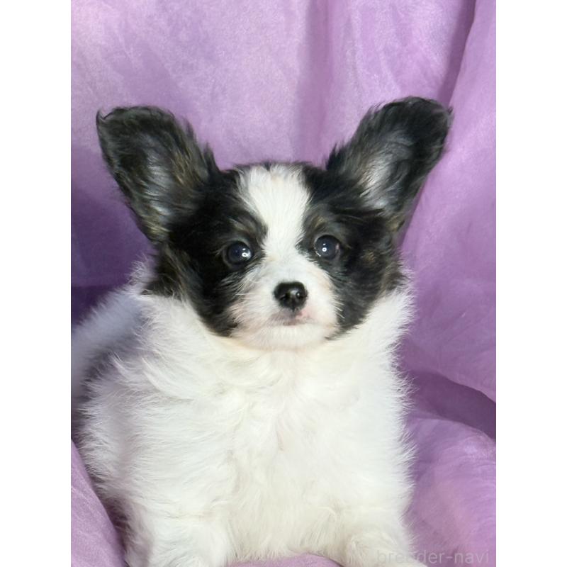 販売中の三重県のパピヨン-431439の2枚目