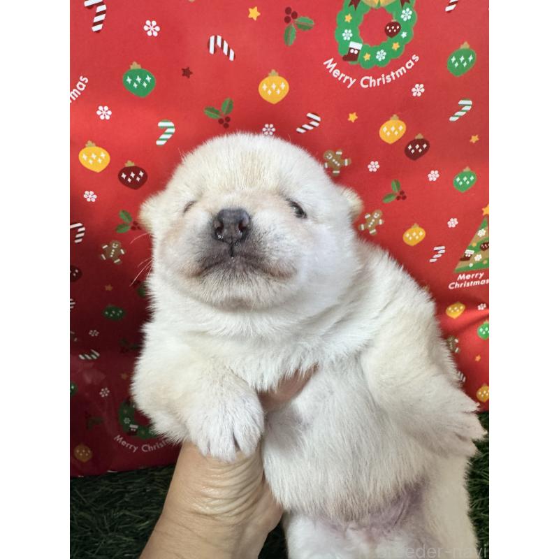 販売中の茨城県のミックス犬-431442の3枚目