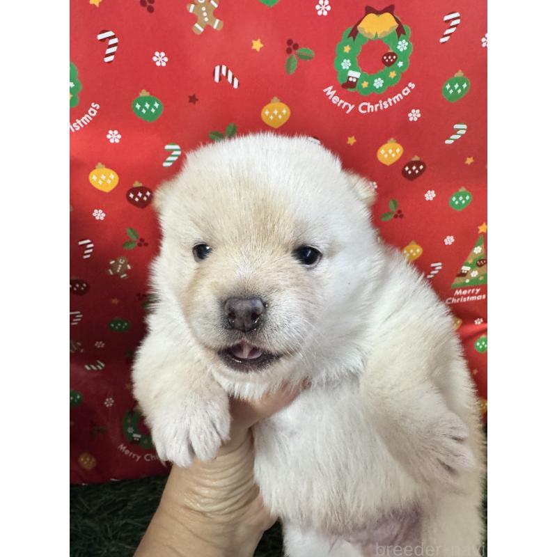 販売中の茨城県のミックス犬-431442の2枚目