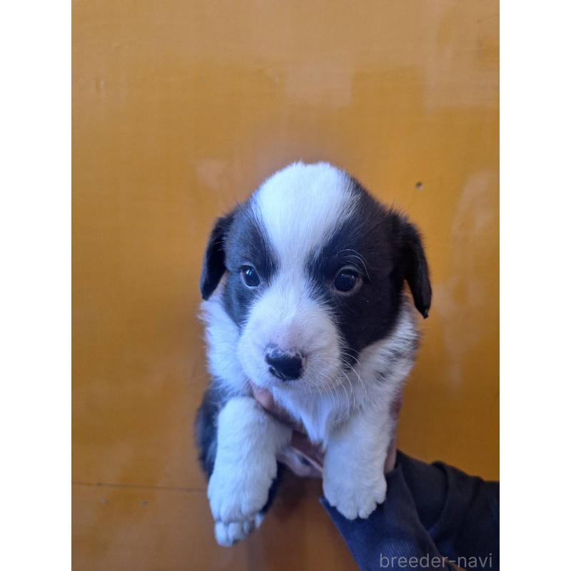 販売中の千葉県のウェルシュコーギーカーディガン-431443の1枚目