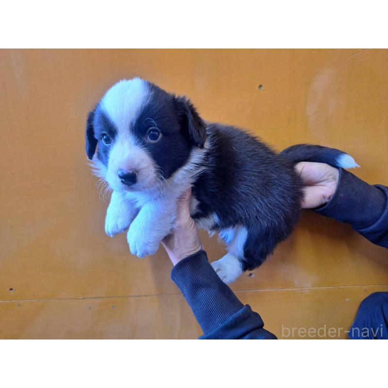 販売中の千葉県のウェルシュコーギーカーディガン-431443の5枚目