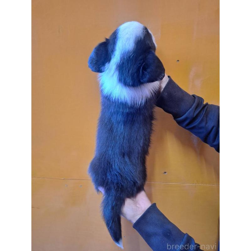 販売中の千葉県のウェルシュコーギーカーディガン-431443の3枚目