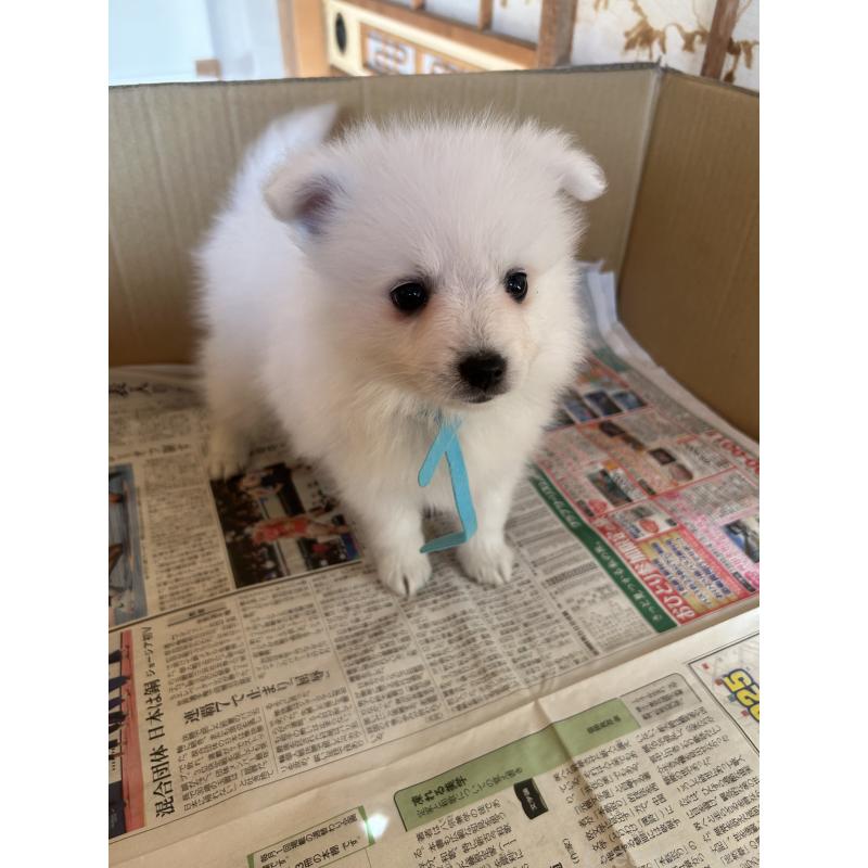 販売中の愛知県の日本スピッツ-427265