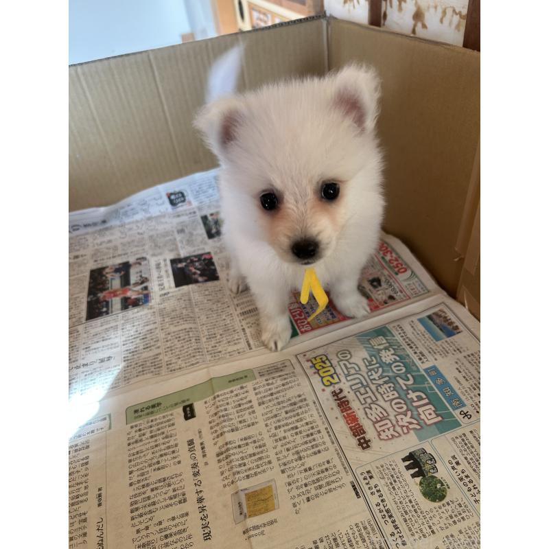 成約済の愛知県の日本スピッツ-427266の15枚目