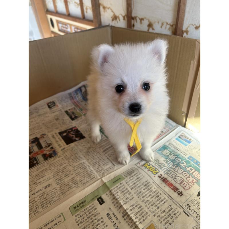 販売中の愛知県の日本スピッツ-427266