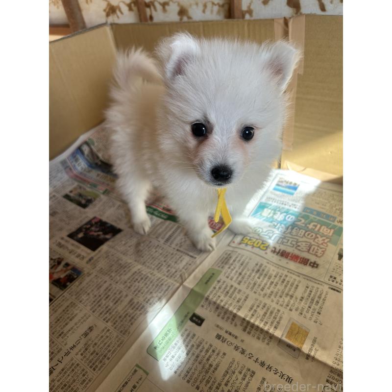 成約済の愛知県の日本スピッツ-427266の13枚目