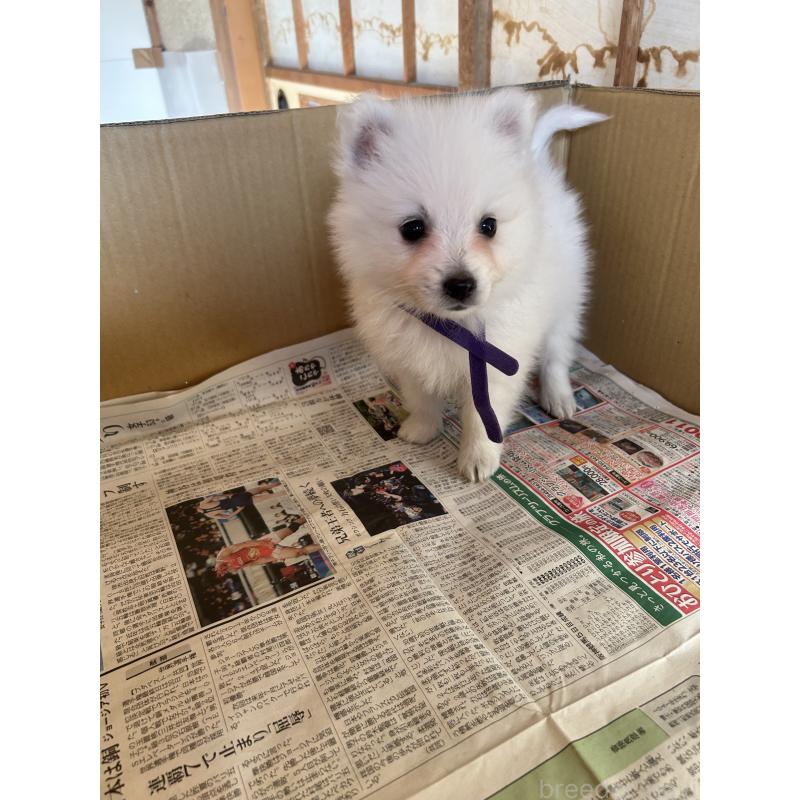 販売中の愛知県の日本スピッツ-427264の10枚目