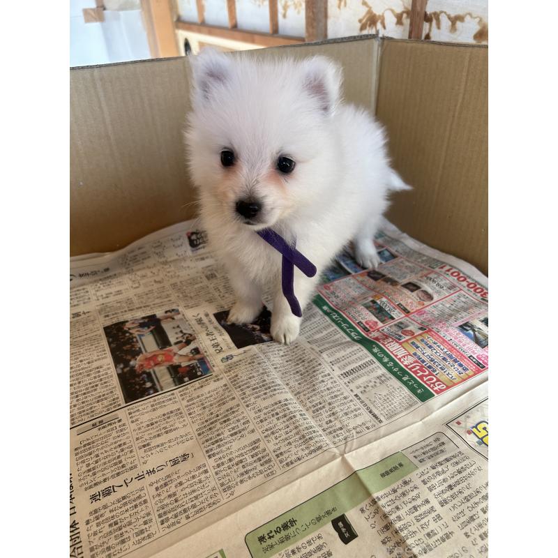 販売中の愛知県の日本スピッツ-427264