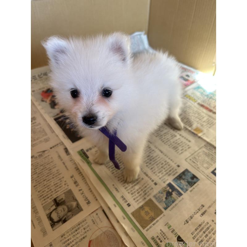 販売中の愛知県の日本スピッツ-427264の8枚目