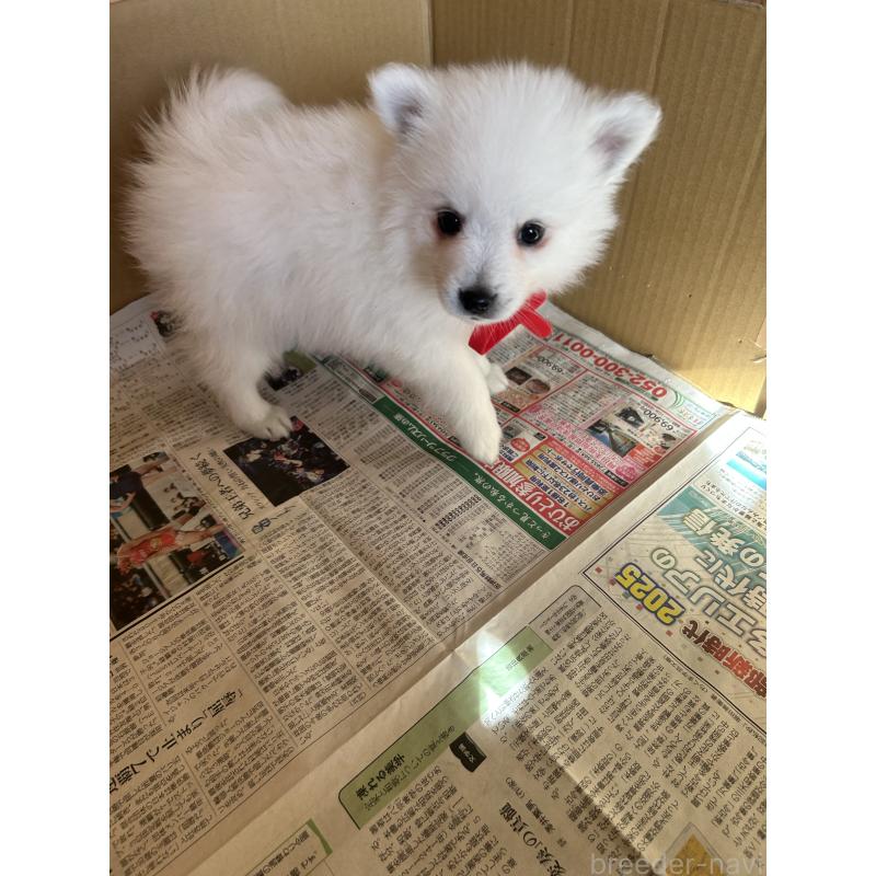 販売中の愛知県の日本スピッツ-427263の12枚目