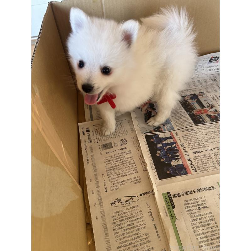 販売中の愛知県の日本スピッツ-427263の11枚目