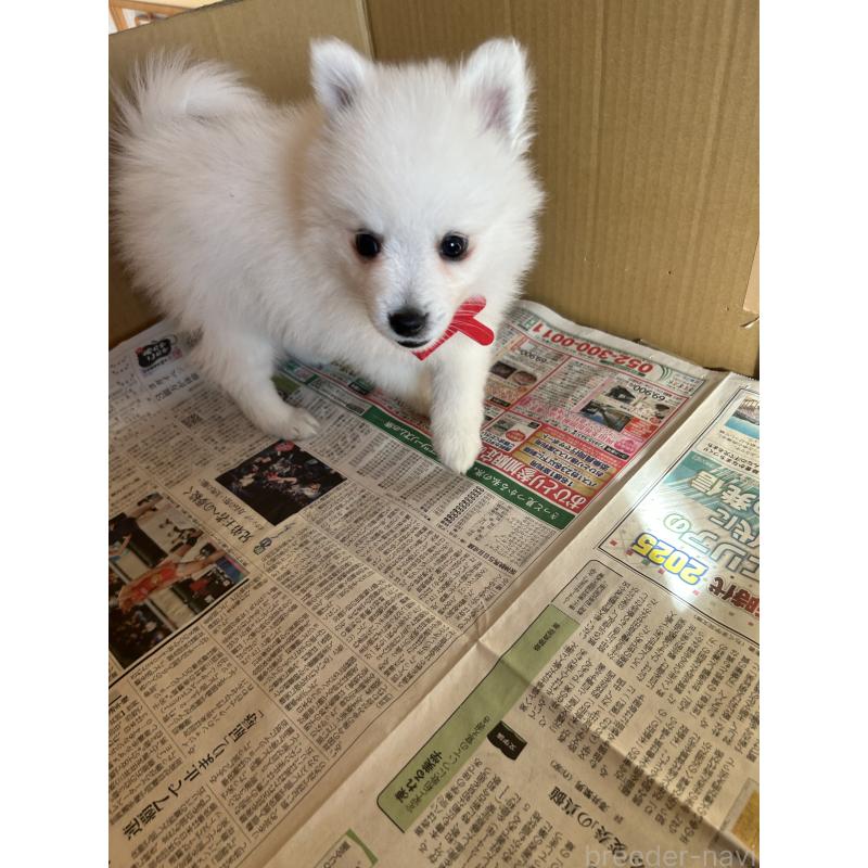 販売中の愛知県の日本スピッツ-427263