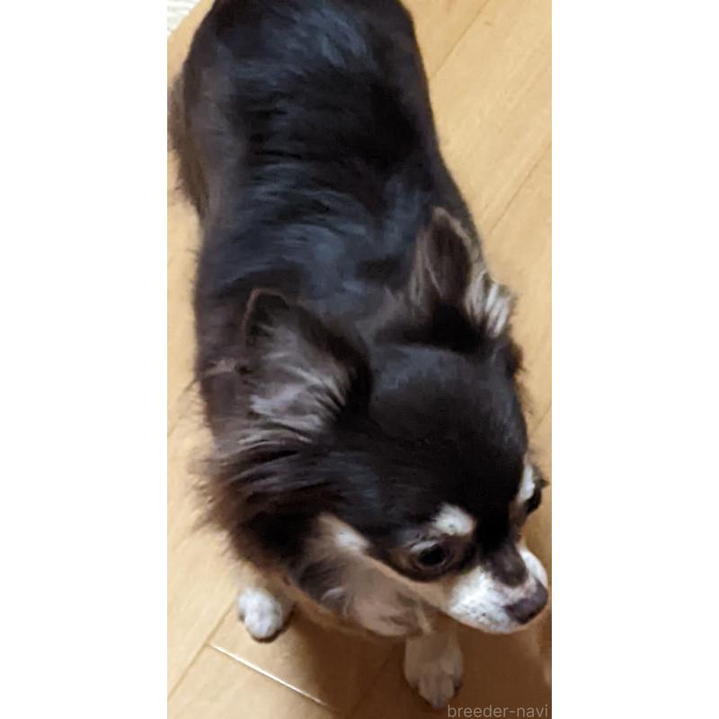 販売中の新潟県のチワワ(ロングコート)-431449の4枚目