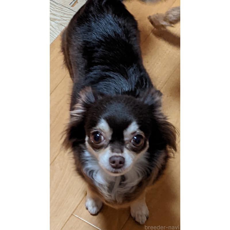 販売中の新潟県のチワワ(ロングコート)-431449の3枚目