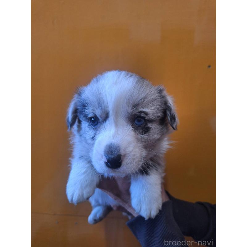 販売中の千葉県のウェルシュコーギーカーディガン-431448