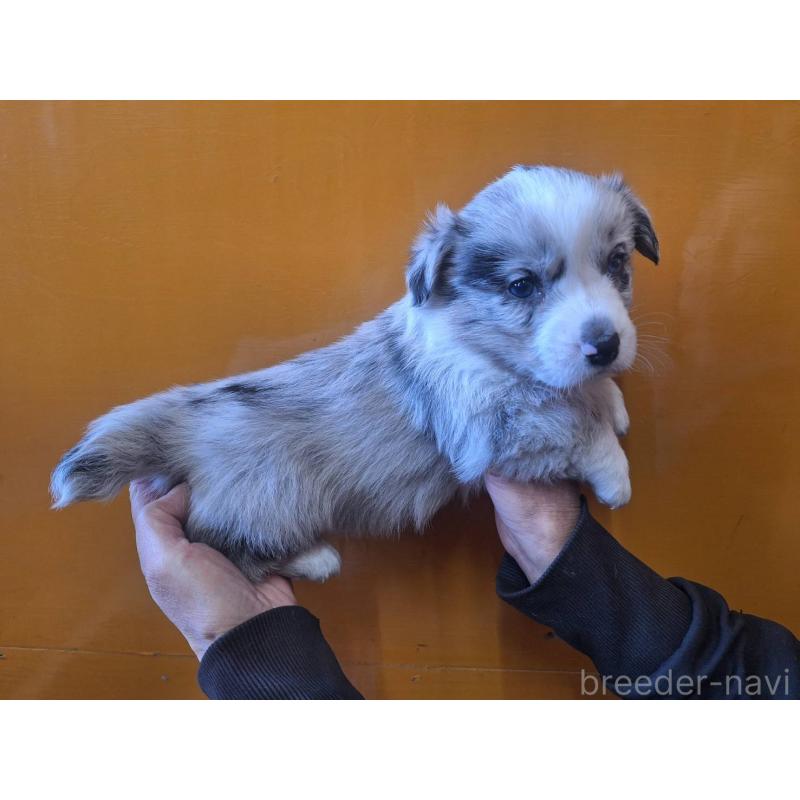 販売中の千葉県のウェルシュコーギーカーディガン-431448の5枚目