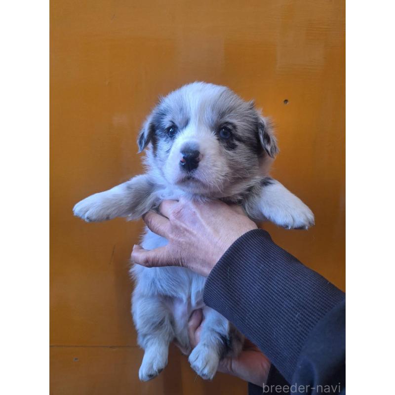 販売中の千葉県のウェルシュコーギーカーディガン-431448の3枚目