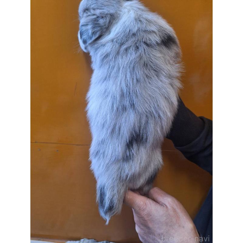 販売中の千葉県のウェルシュコーギーカーディガン-431448の2枚目