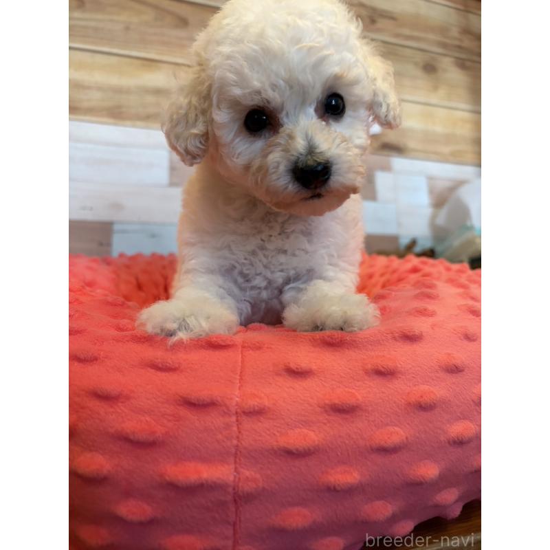 販売中の佐賀県のトイプードル-431454の3枚目