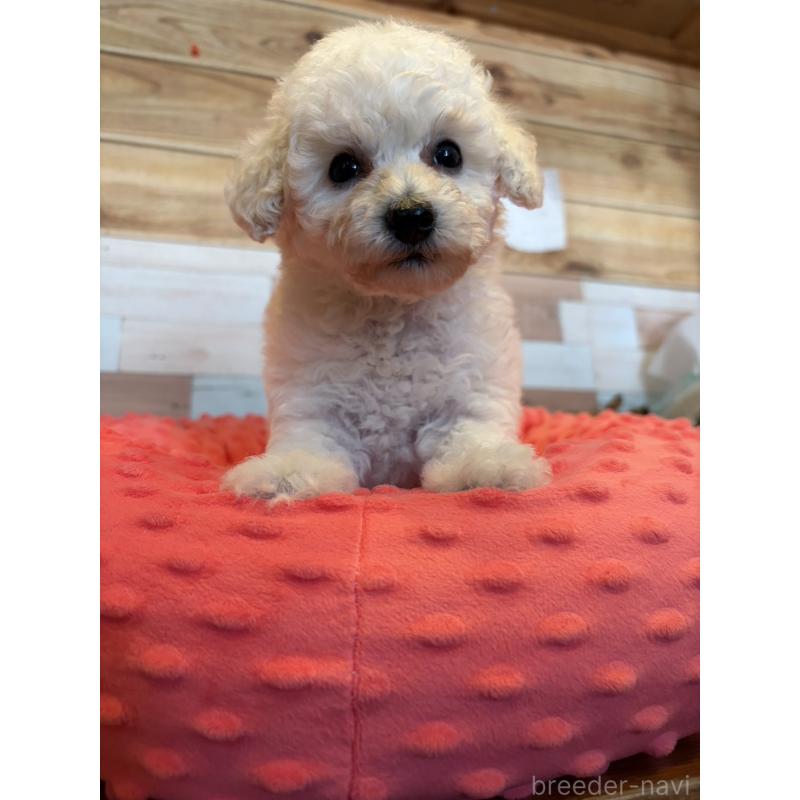 販売中の佐賀県のトイプードル-431454の2枚目