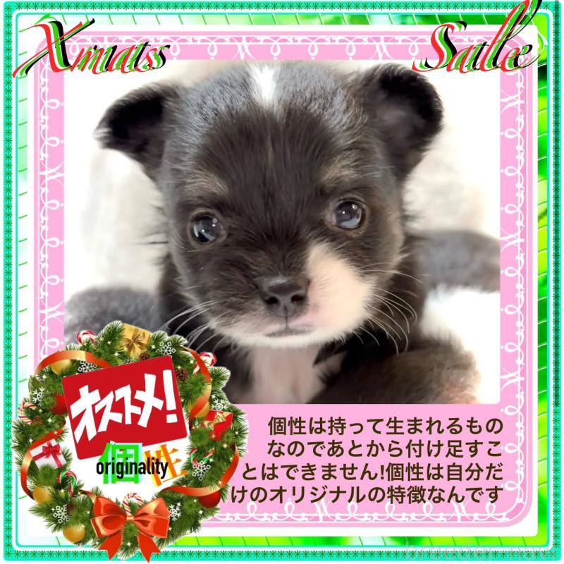 販売中の大阪府のチワワ(ロングコート)-431453