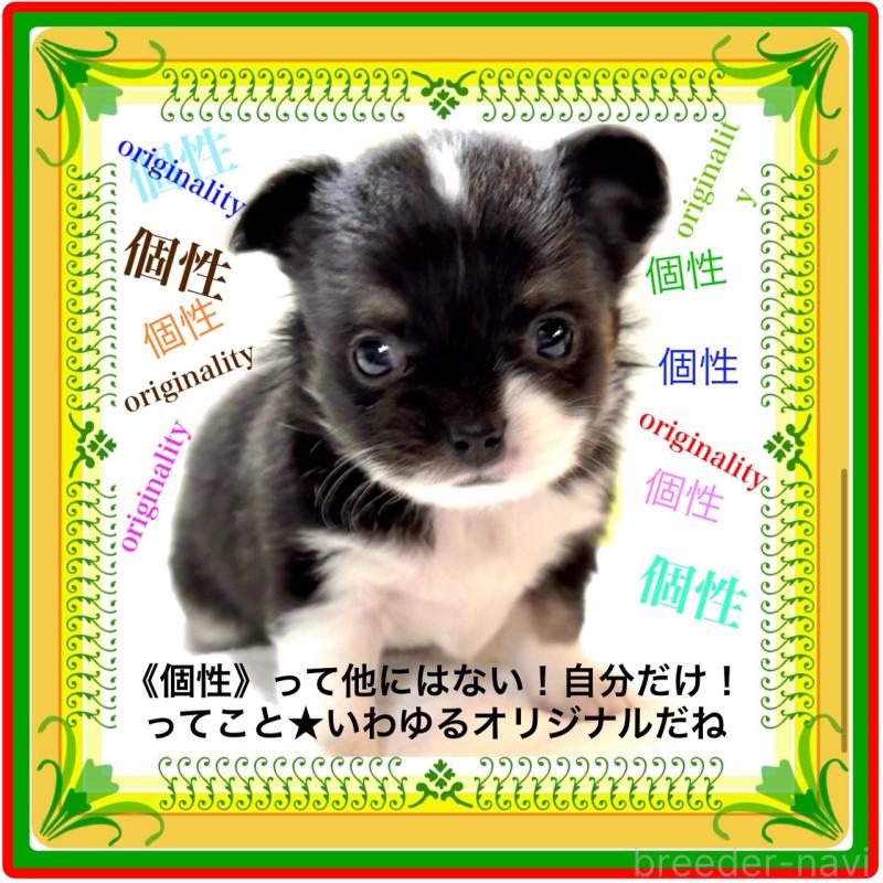 販売中の大阪府のチワワ(ロングコート)-431453の14枚目