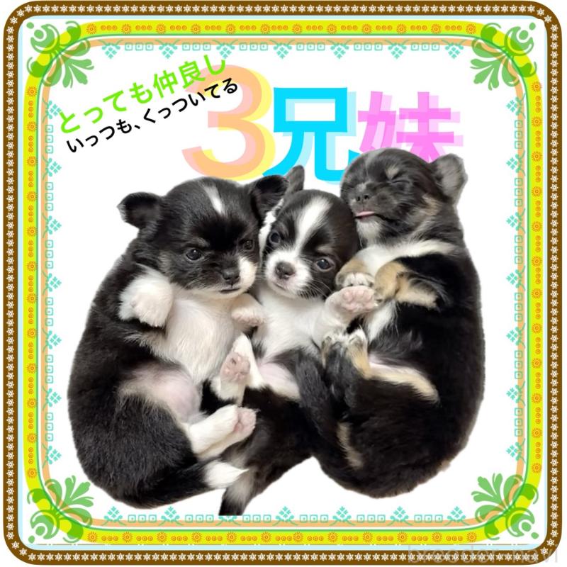 販売中の大阪府のチワワ(ロングコート)-431453の13枚目