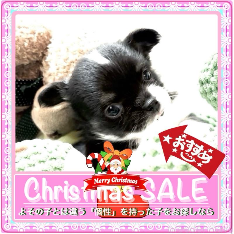 販売中の大阪府のチワワ(ロングコート)-431453の11枚目