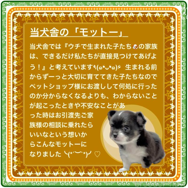 販売中の大阪府のチワワ(ロングコート)-431453の10枚目