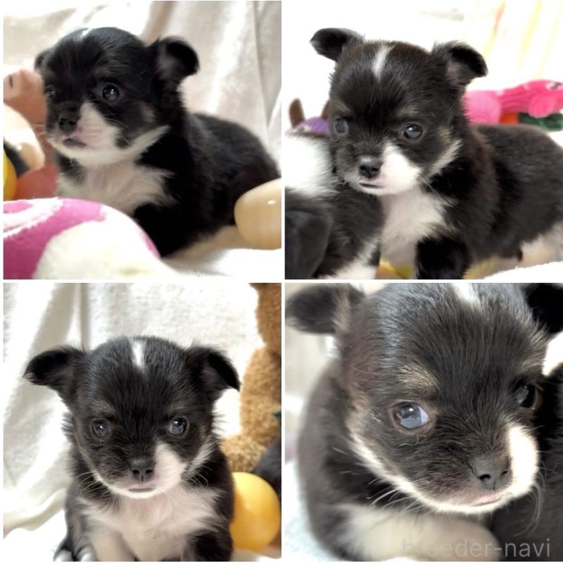 販売中の大阪府のチワワ(ロングコート)-431453の9枚目