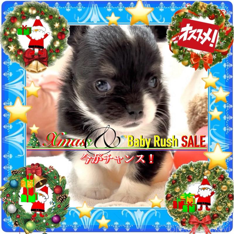 販売中の大阪府のチワワ(ロングコート)-431453の8枚目