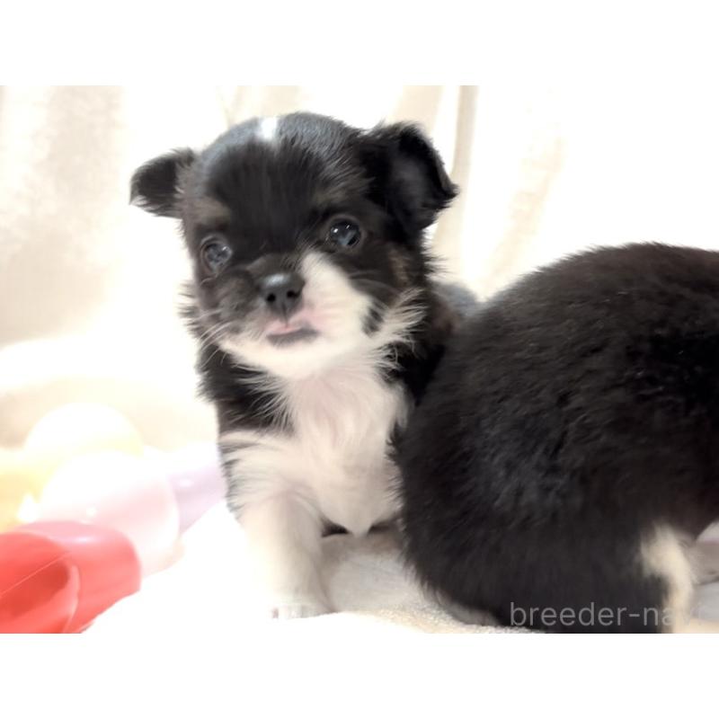 販売中の大阪府のチワワ(ロングコート)-431453の7枚目