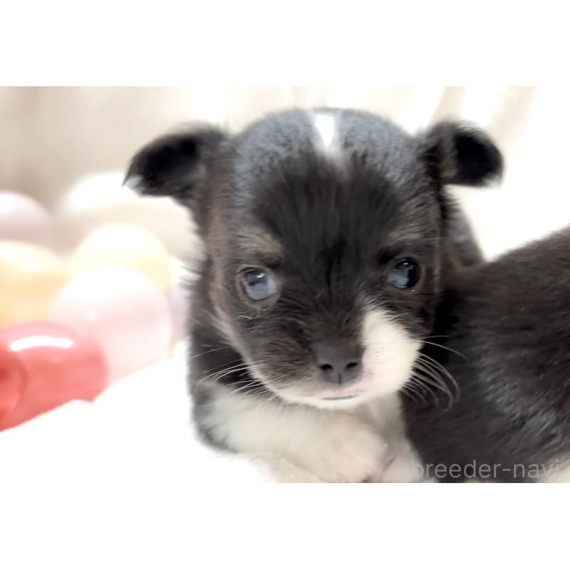 販売中の大阪府のチワワ(ロングコート)-431453の6枚目