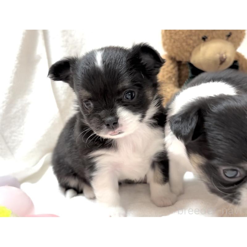 販売中の大阪府のチワワ(ロングコート)-431453の5枚目