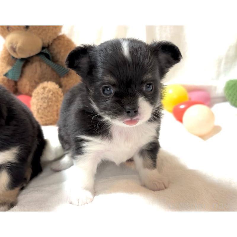 販売中の大阪府のチワワ(ロングコート)-431453の3枚目