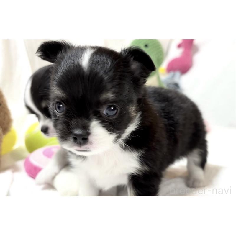 販売中の大阪府のチワワ(ロングコート)-431453の4枚目